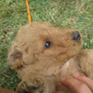 Meet your Posher, Abigail